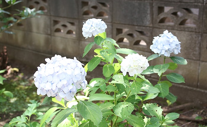 shoin-jinja10