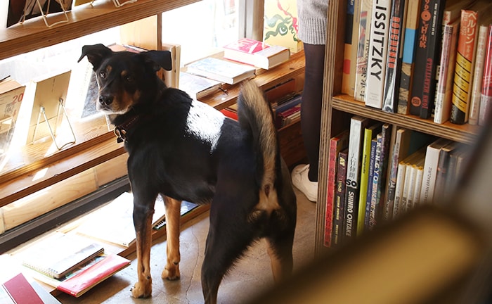 今更ですが、はじめまして。ノストスブックスの看板犬、モグーを紹介します!