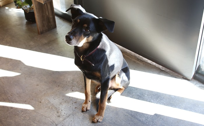 今更ですが、はじめまして。ノストスブックスの看板犬、モグーを紹介します!