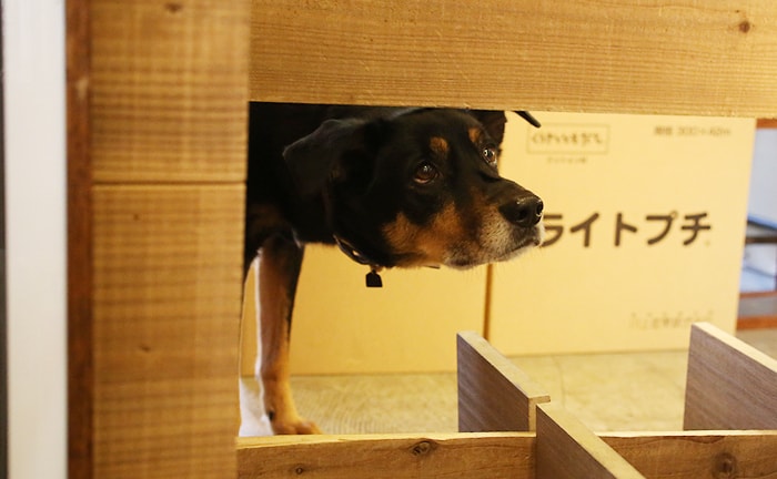 今更ですが、はじめまして。ノストスブックスの看板犬、モグーを紹介します!