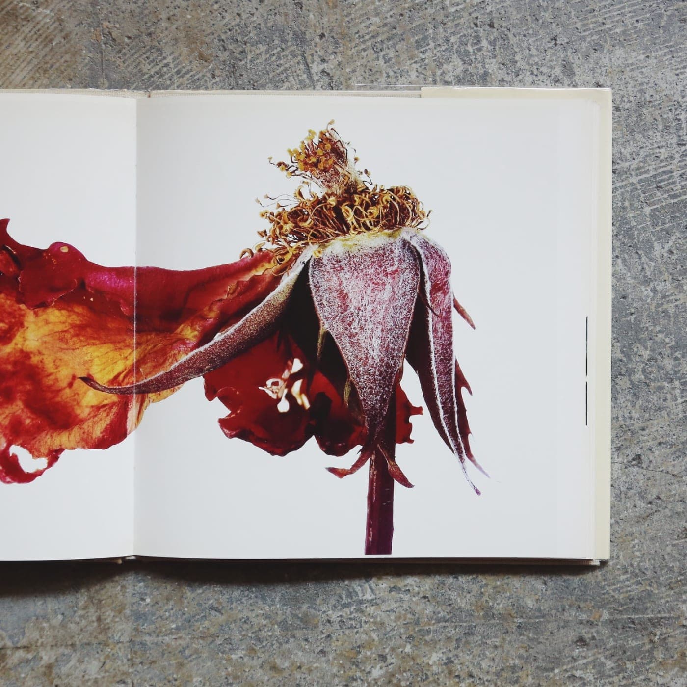 アーヴィング・ペン flowers Irving Penn - 洋書