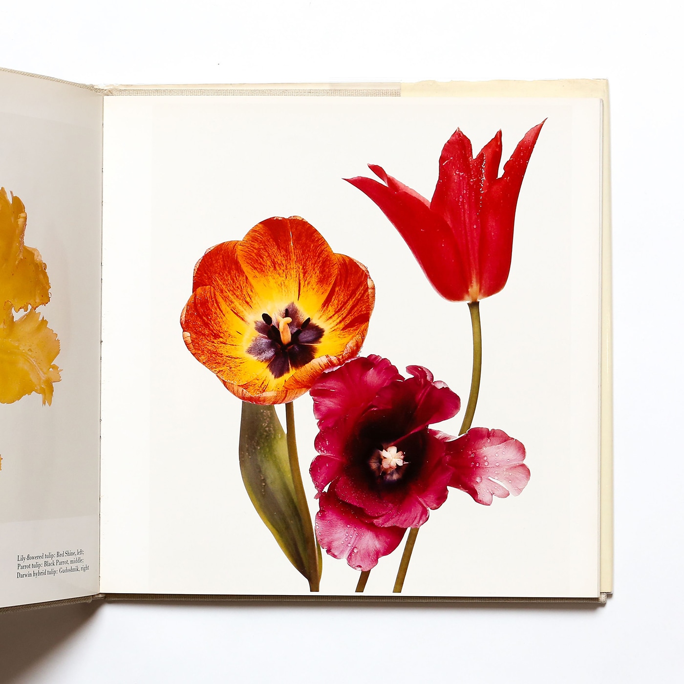 FLOWERS】Irving Penn 花の写真集 アーヴィング・ペン 洋書 フラワーズ 