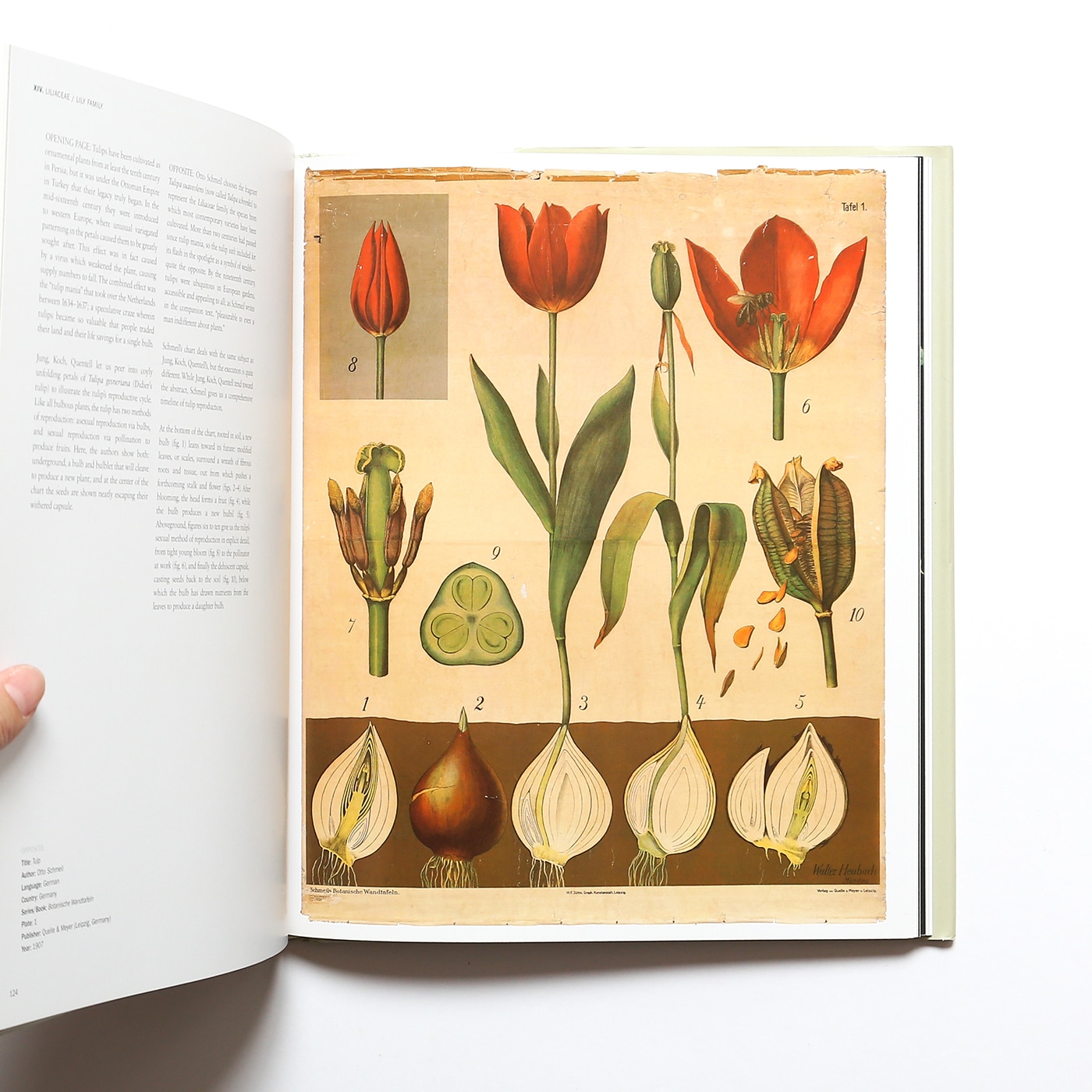 洋書 ❃ 美しいボタニカルアートが中心の植物図鑑 古書 1963年 