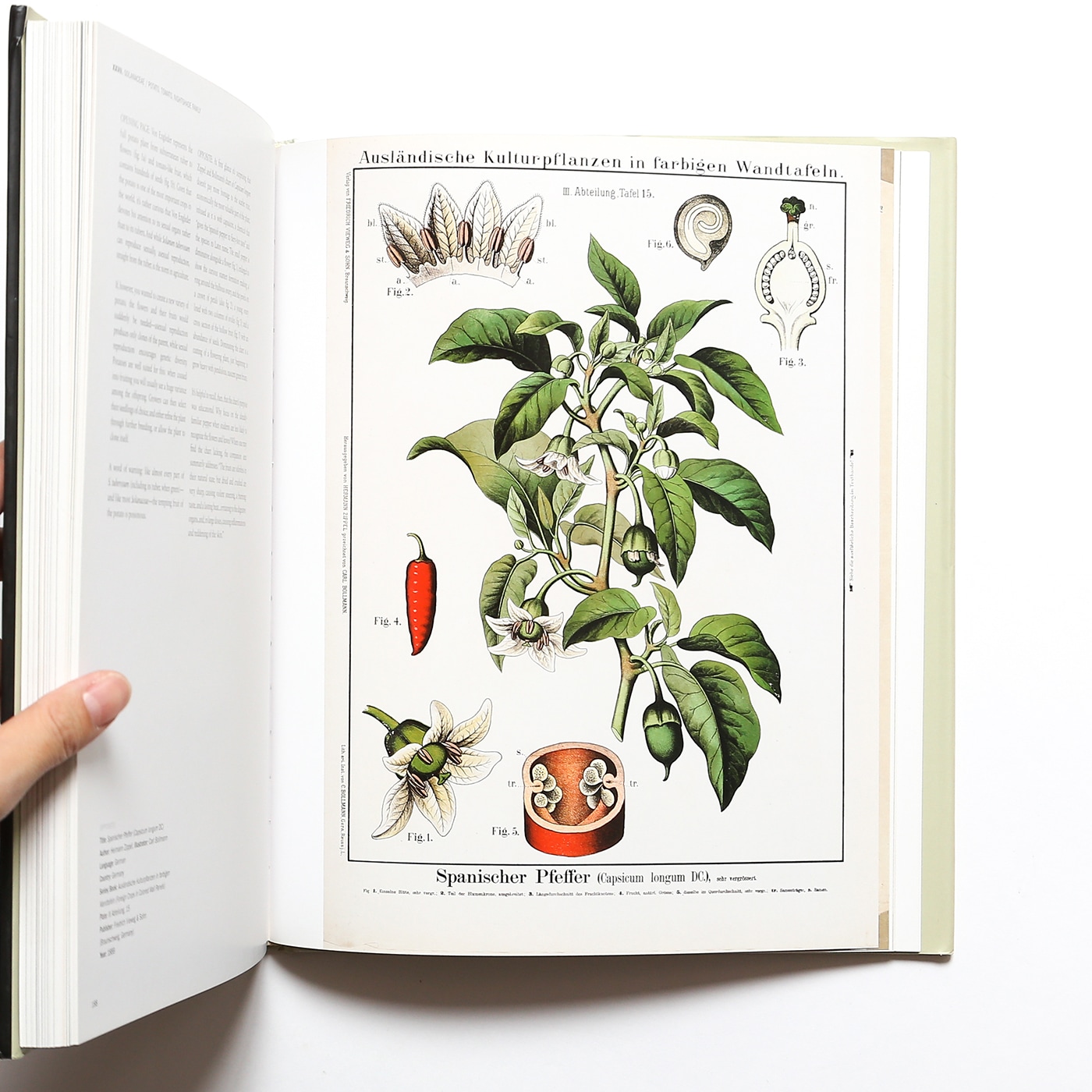 Botanical Art from the Golden Age of Scientific Discovery