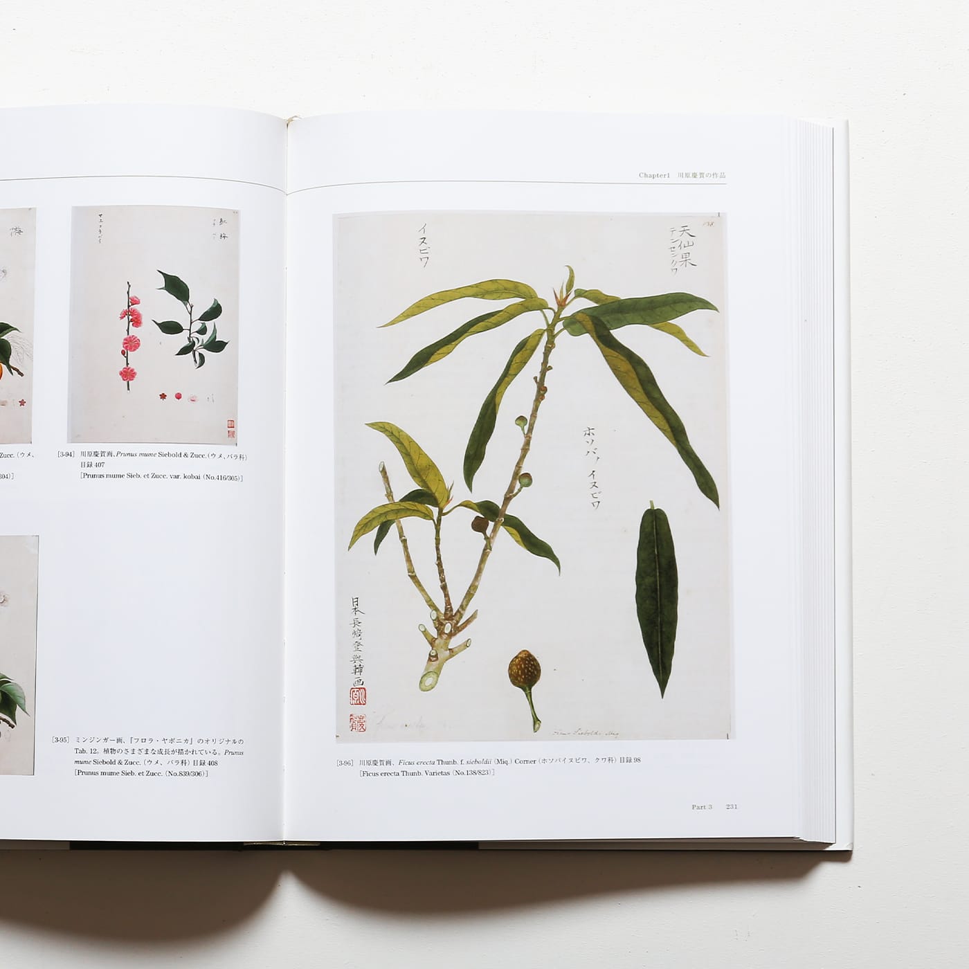 Flora シーボルト日本植物図譜コレクション
