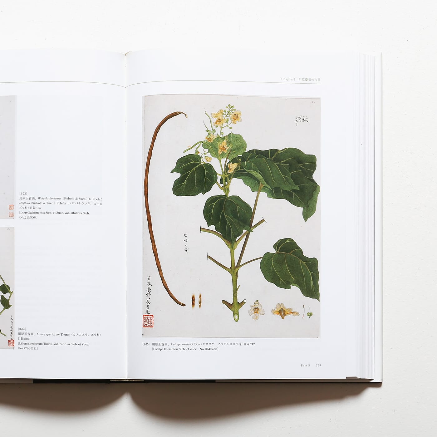 Flora シーボルト日本植物図譜コレクション