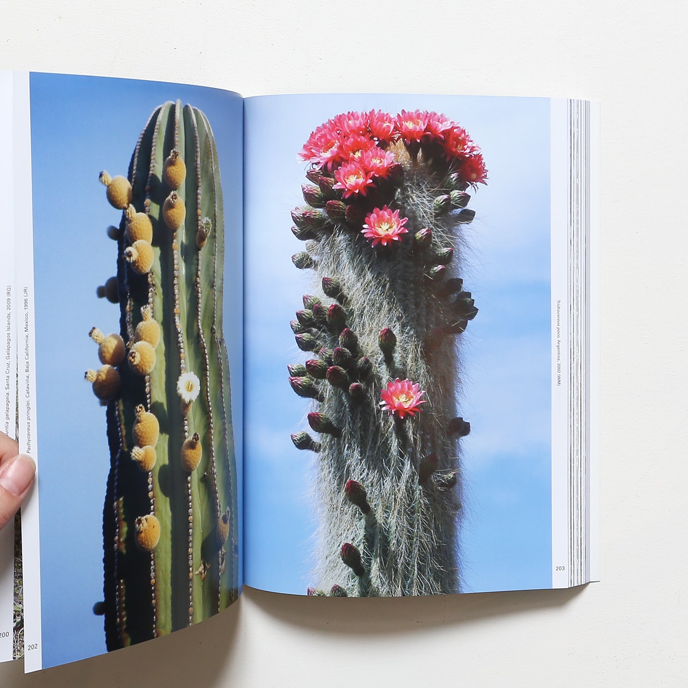 再入荷】 貴重❗️ Xerophile 写真集 熱帯植物 サボテン 洋書 