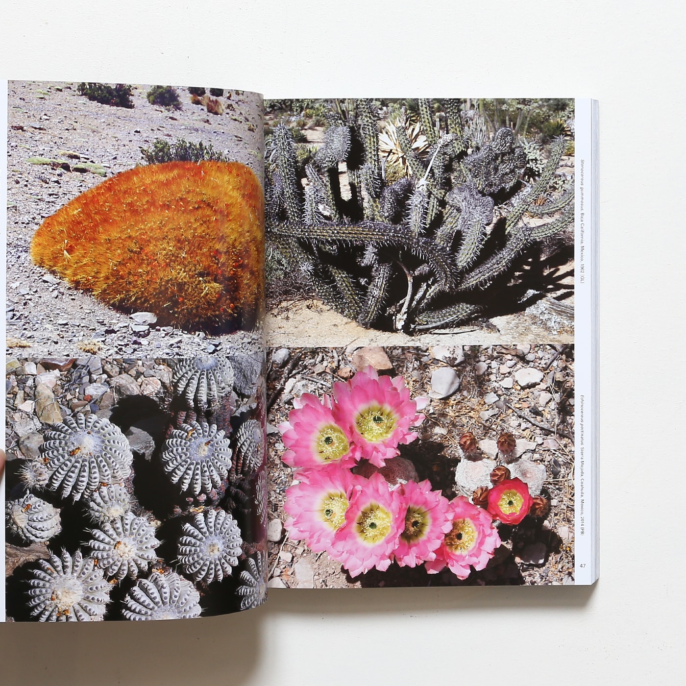 Xerophile: Cactus Photographs from Expeditions of the Obsessed Revised  Edition