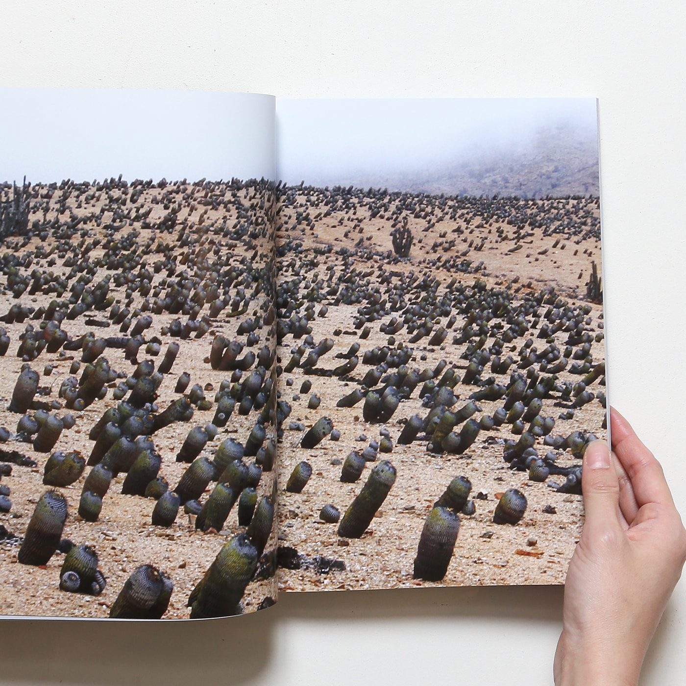 Xerophile: Cactus Photographs from Expeditions of the Obsessed Revised  Edition