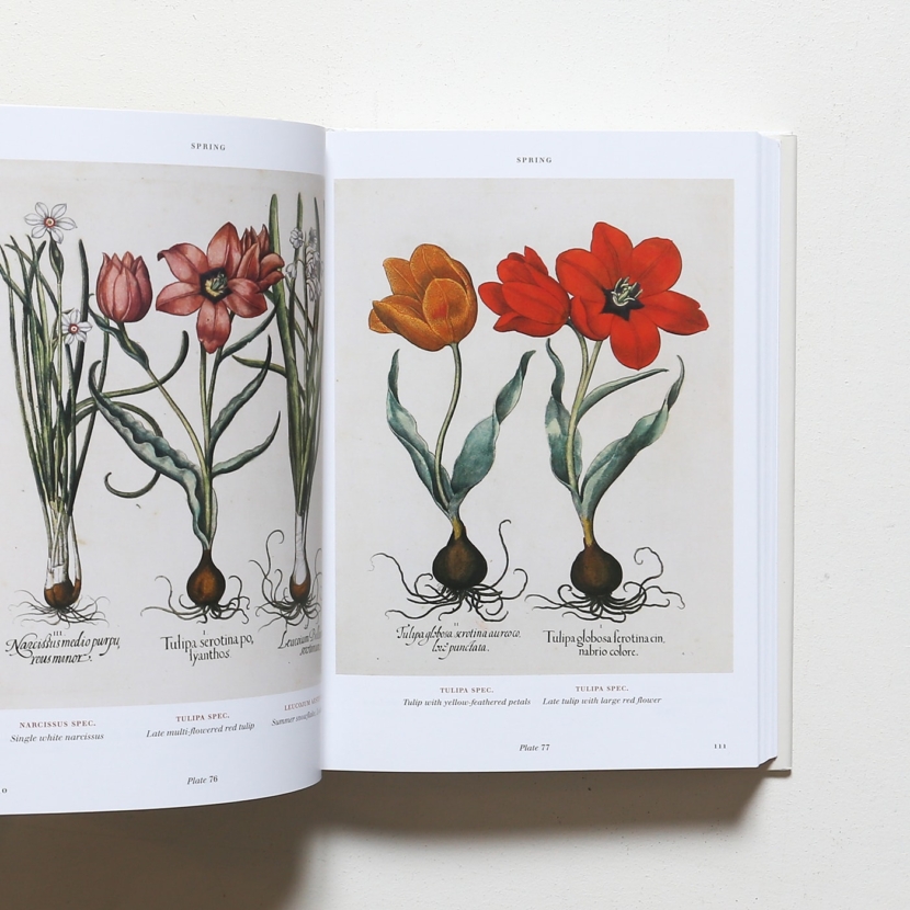 Basilius Besler’s Florilegium: The Book of Plants