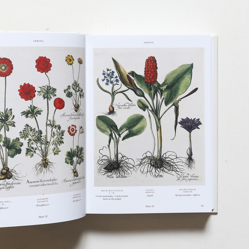 洋書べスラー植物画ボタニカルアート大判本Basilius Besler【The