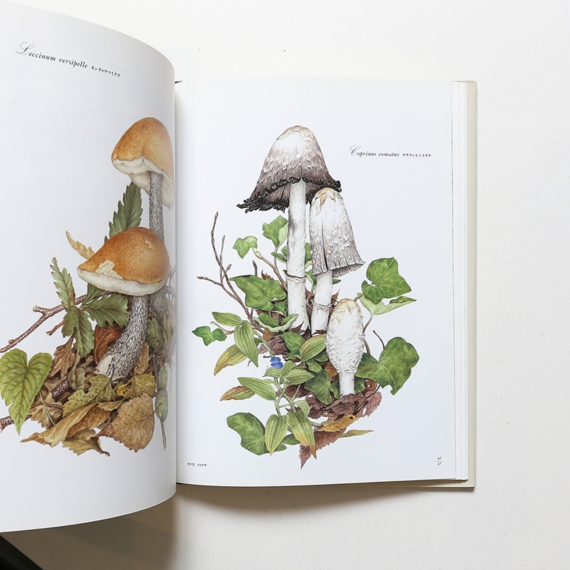 小林路子 画集「きのこ」1993年 初版 山と溪谷社 小林路子 画集「きのこ」1993年 初版 山と溪谷社 - メルカリ