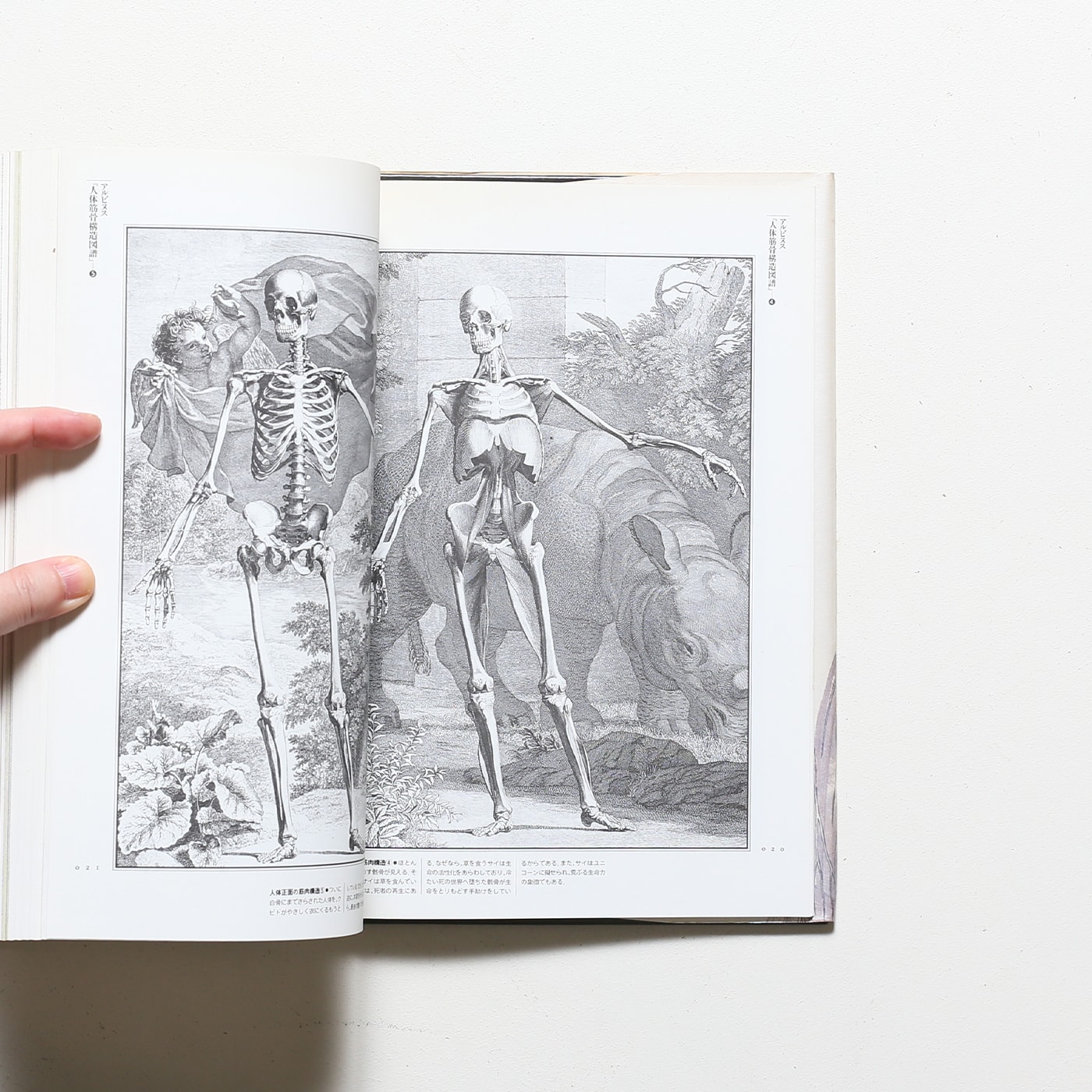 ファンタスティック12 第11巻 解剖の美学 | 荒俣宏 | nostos books