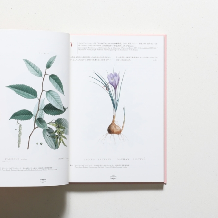 花の画家 ルドゥーテ「美花選」展 | Bunkamura | nostos books ノスト