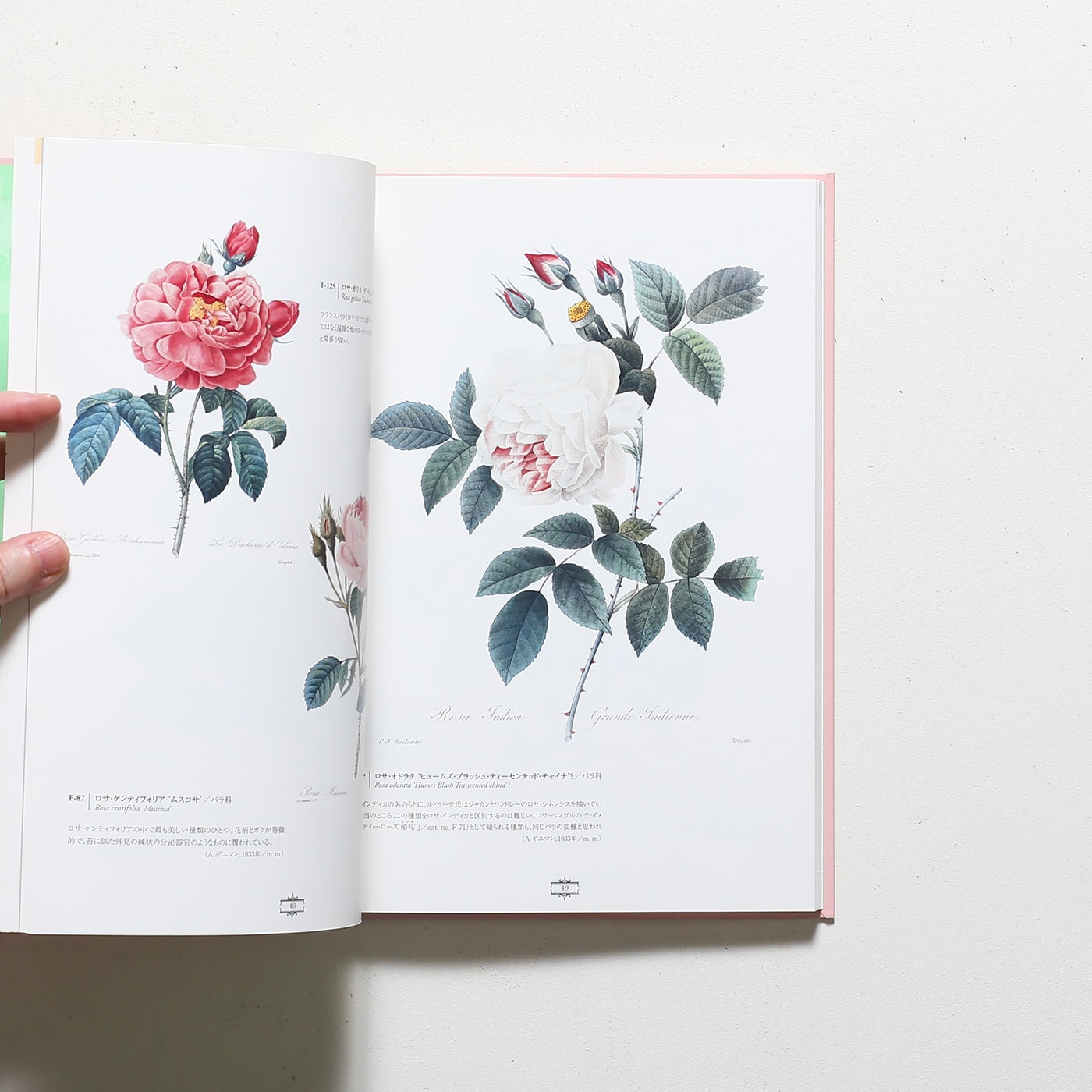 花の画家 ルドゥーテ「美花選」展 | Bunkamura | nostos books ノスト
