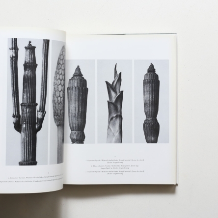 Karl Blossfeldt: Urformen der Kunst Wundergarten der Natur