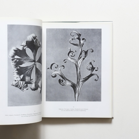 Karl Blossfeldt: Urformen der Kunst Wundergarten der Natur