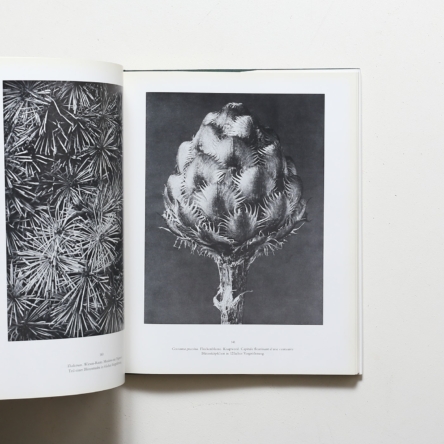 Karl Blossfeldt: Urformen der Kunst Wundergarten der Natur