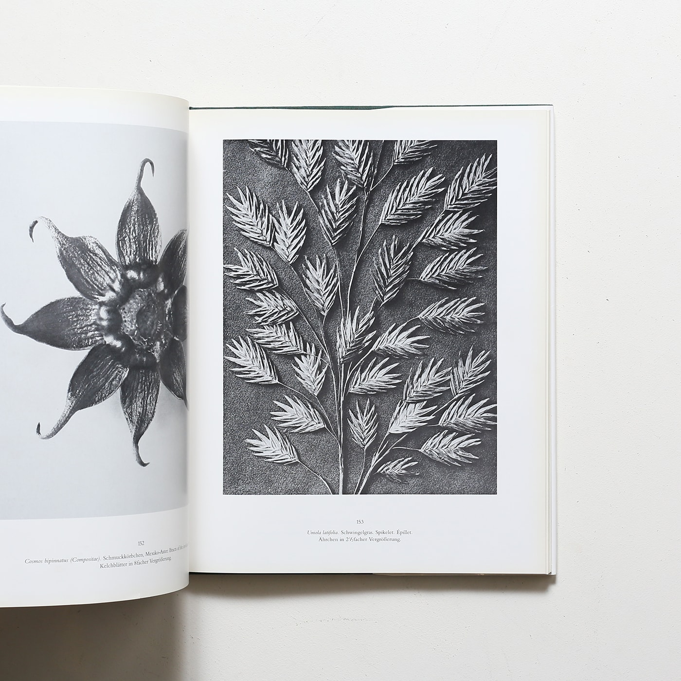 Karl Blossfeldt: Urformen der Kunst Wundergarten der Natur