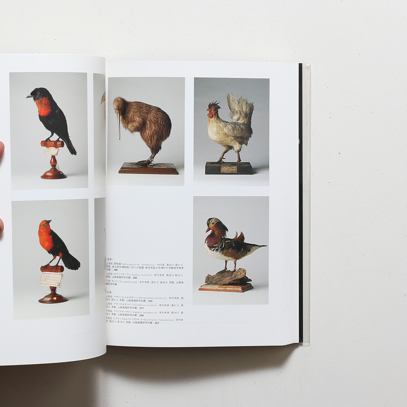 鳥学大全「鳥のビオソフィア 山階コレクションへの誘い」展 | 秋篠宮 