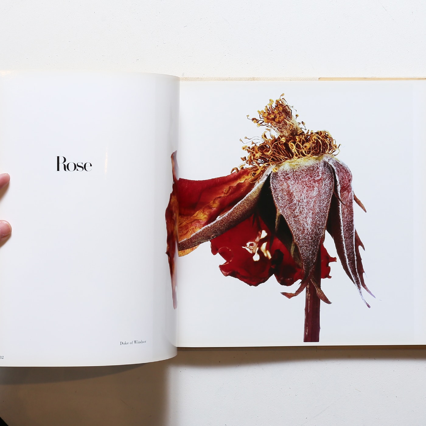 Irving Penn   FLOWERS  アービング・ペン