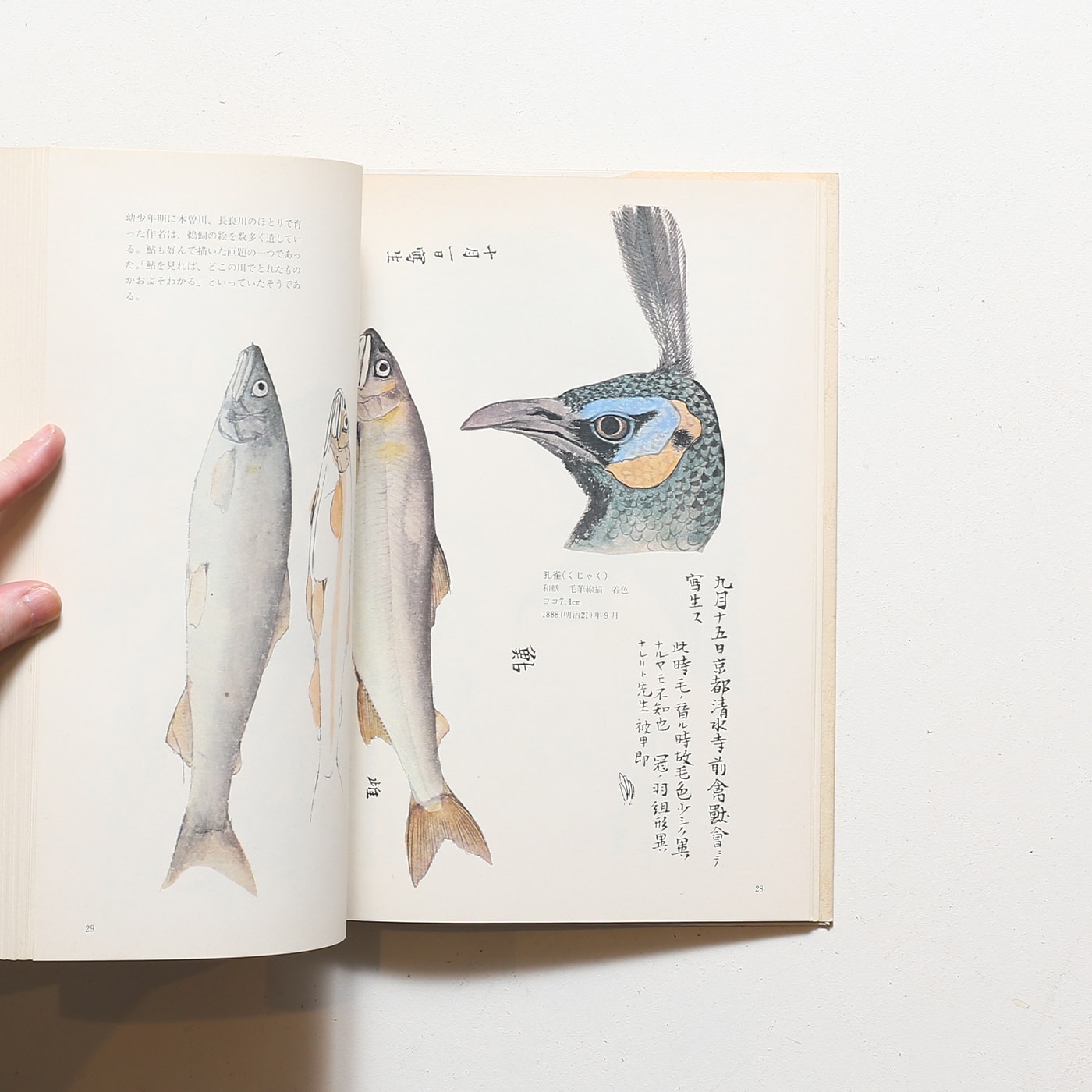 川合玉堂写生帖 花鳥編 | グラフィック社 | nostos books ノストスブックス