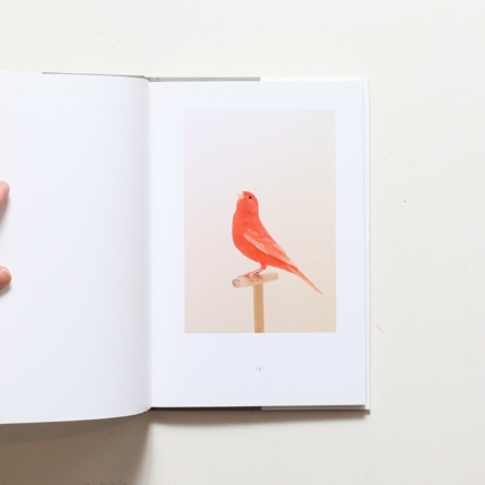 Luke Stephenson: An Incomplete Dictionary of Show Birds | ルーク・スティーヴンソン |  nostos books ノストスブックス