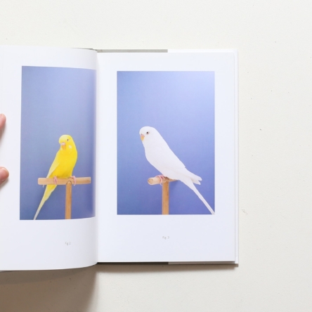 Luke Stephenson: An Incomplete Dictionary of Show Birds | ルーク・スティーヴンソン |  nostos books ノストスブックス