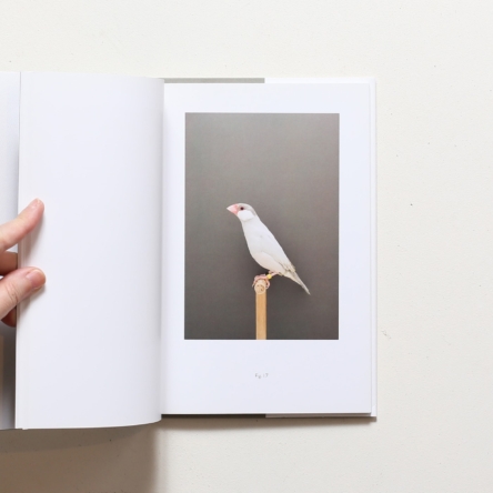 Luke Stephenson: An Incomplete Dictionary of Show Birds | ルーク・スティーヴンソン |  nostos books ノストスブックス