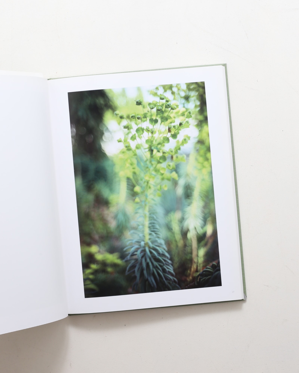 Terri Weifenbach: The May Sun | 山田裕理 | nostos books