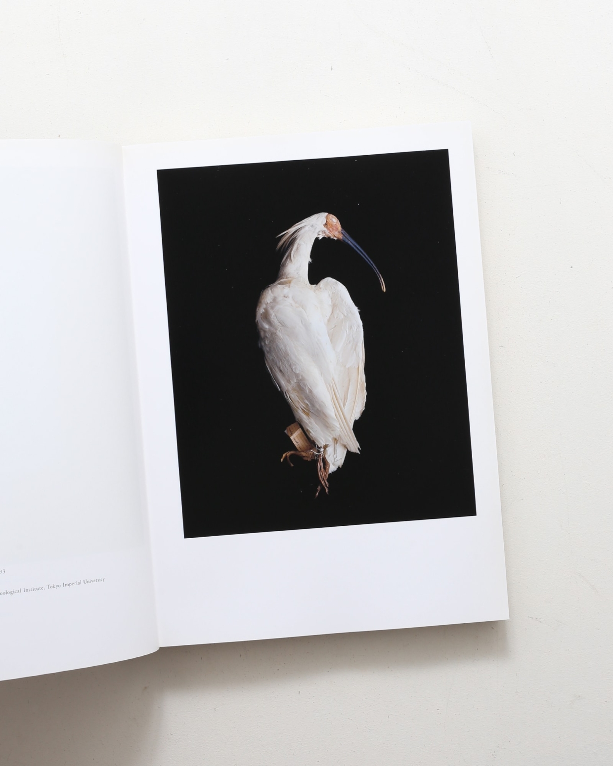 独特の素材 of Biosophia 鳥のビオソフィア Birds 上田義彦、西野嘉章 | アート・デザイン・音楽