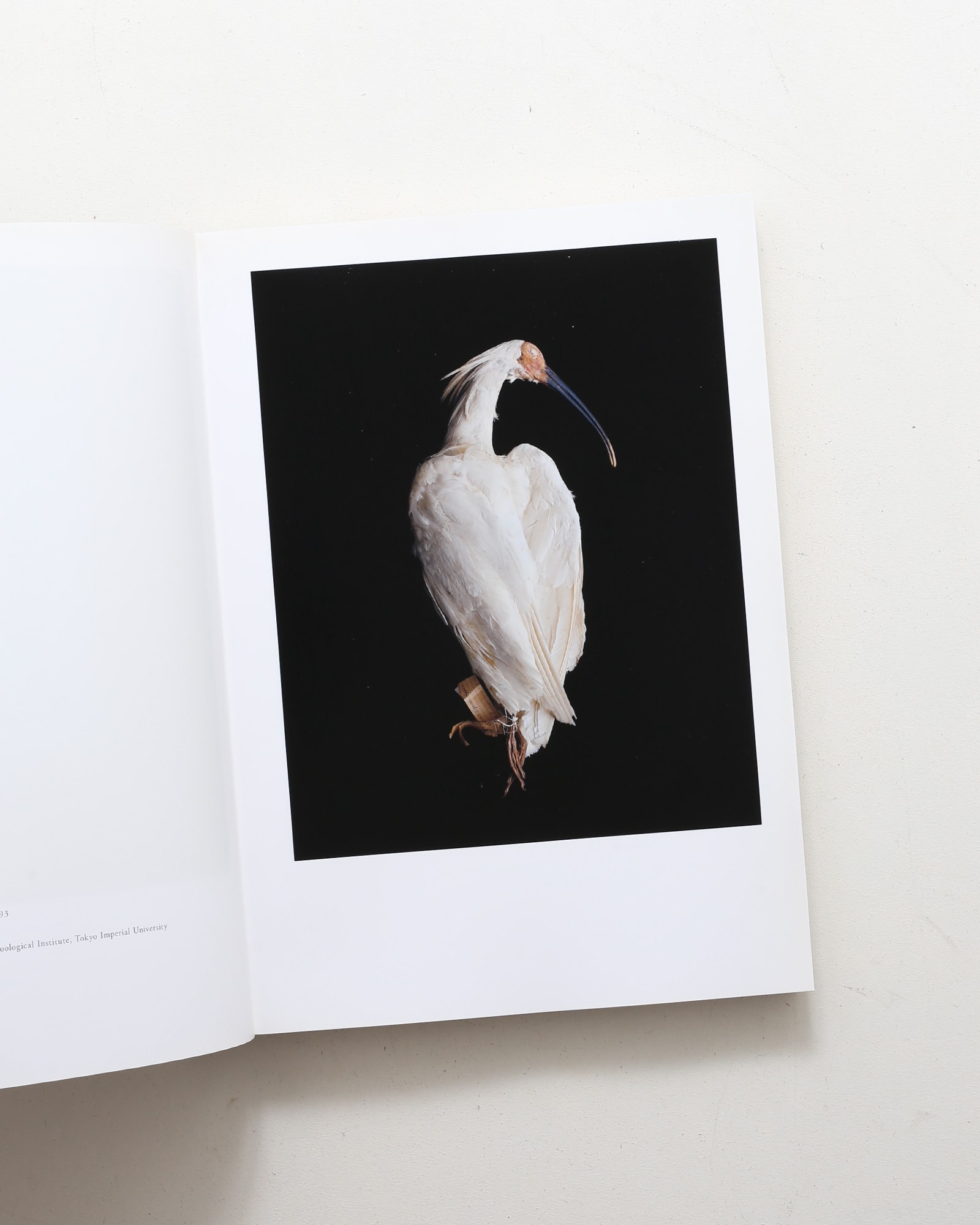 鳥のビオソフィア Biosophia of Birds | 上田義彦、西野嘉章