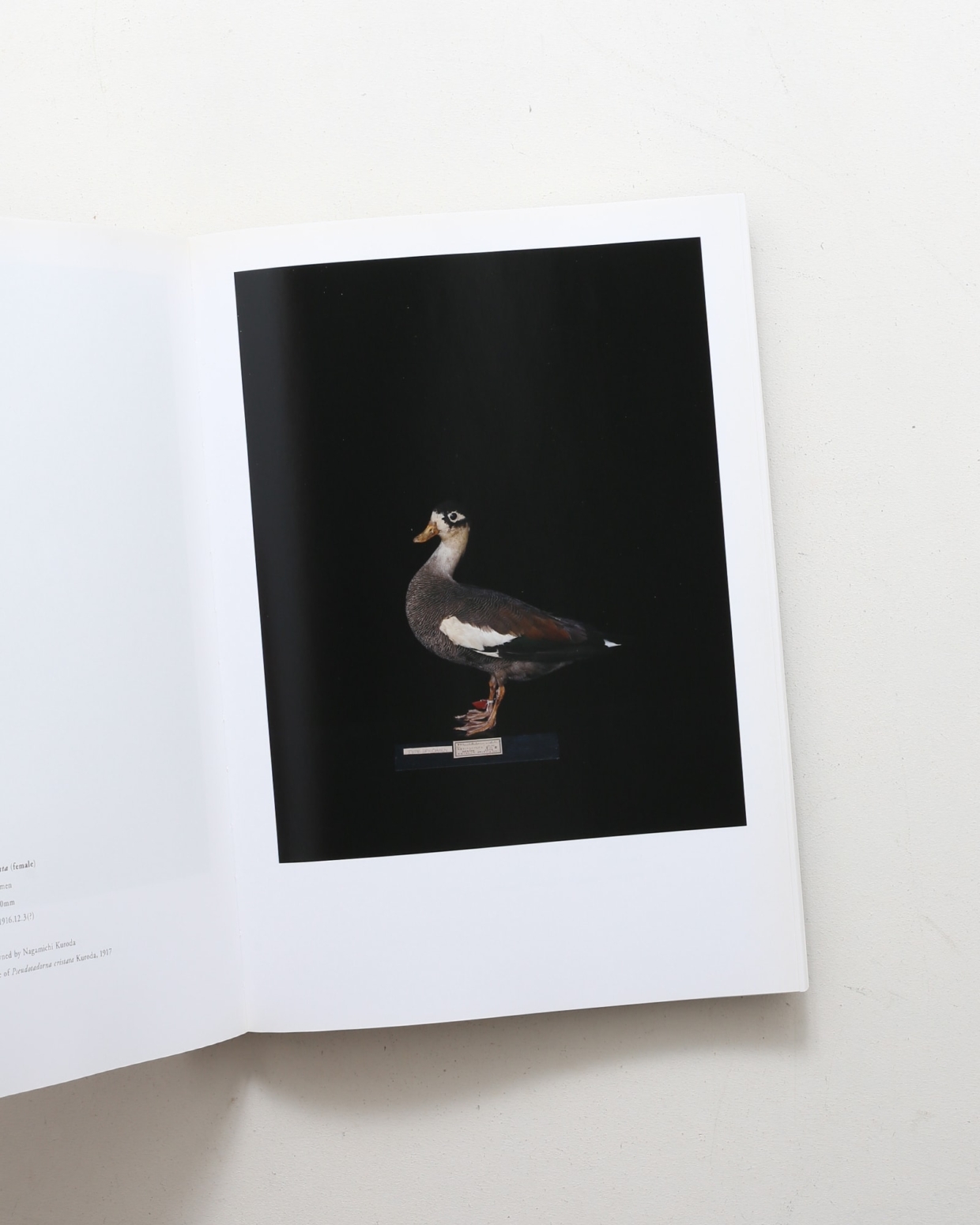 鳥のビオソフィア Biosophia of Birds | 上田義彦、西野嘉章