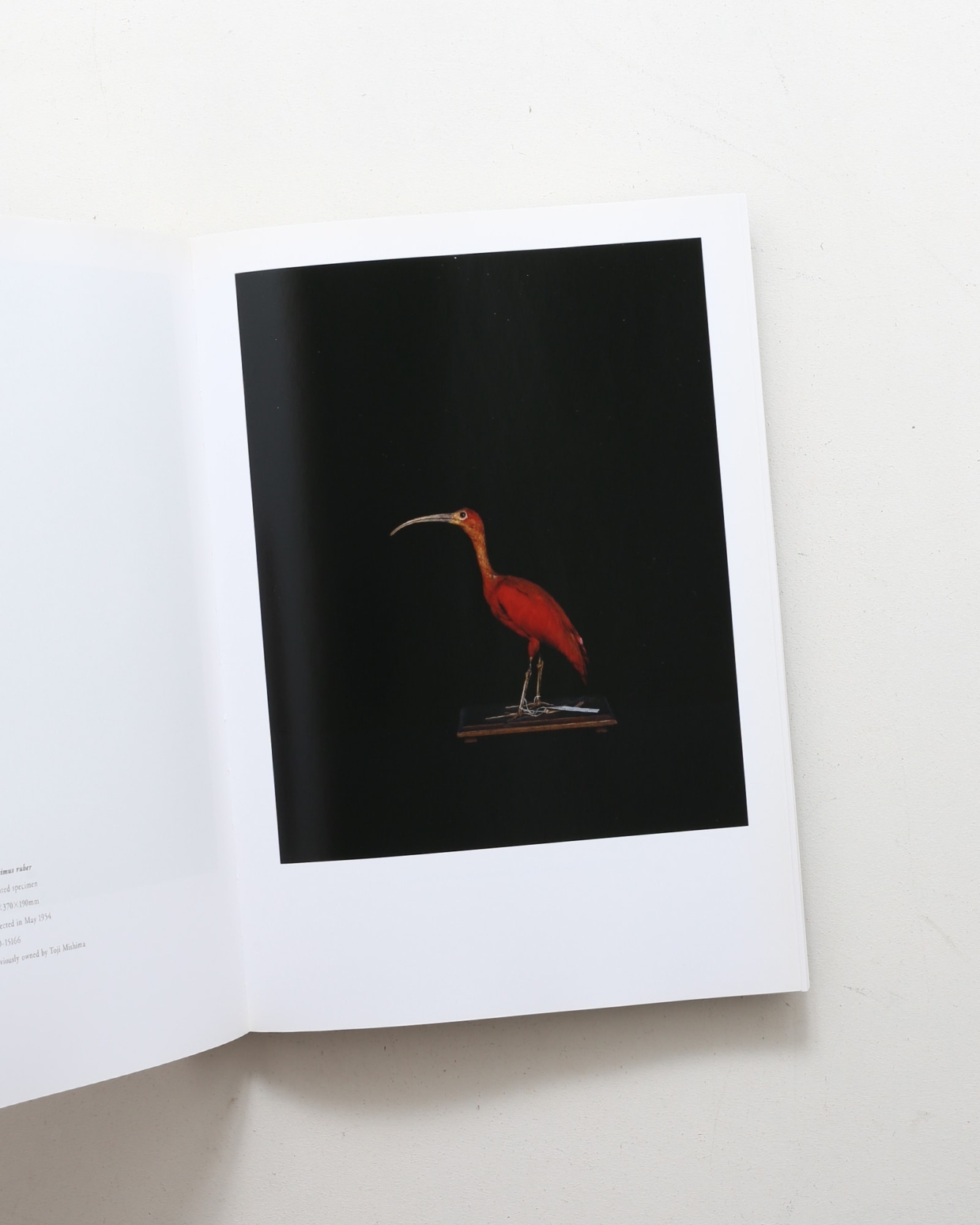 BIOSOPHIA of BIRDS(鳥のビオソフィア) | 上田 義彦, 西野 嘉章