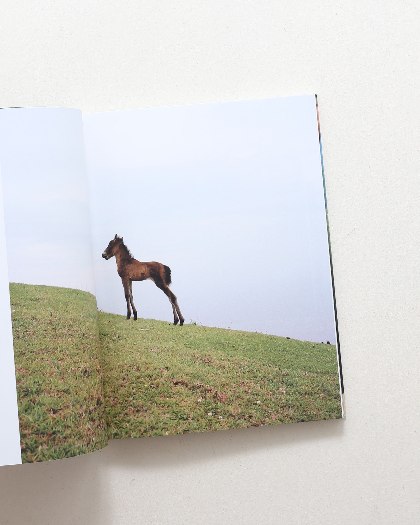The Horse in the Gourd | Charlotte Dumas シャルロット