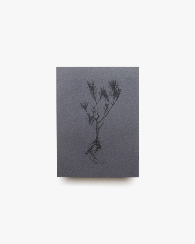 みたての正月 Mitate 1／1