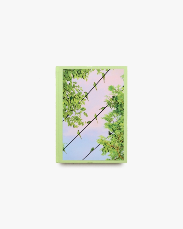 Tokyo Parrots | 水谷吉法