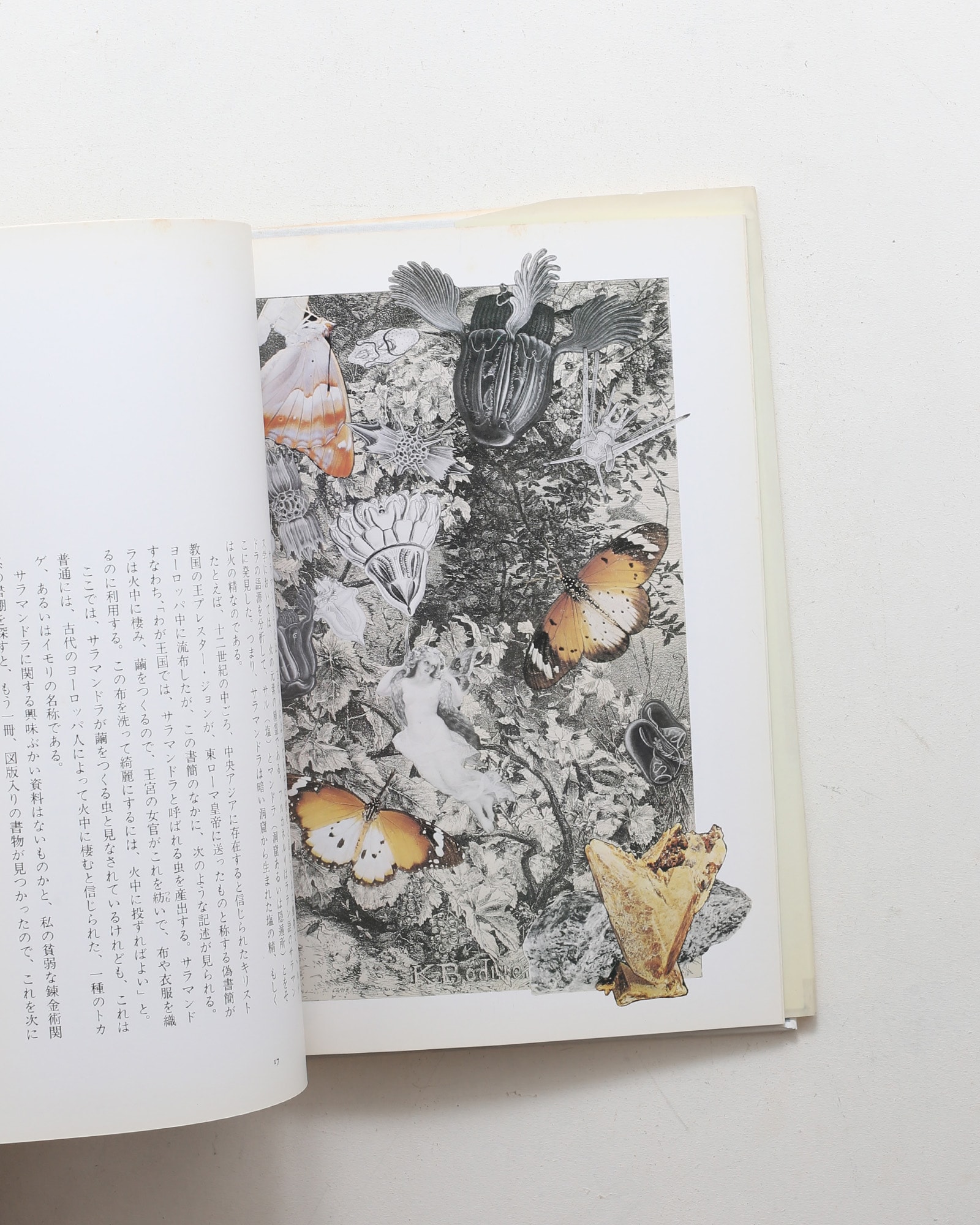 妖精たちの森 | 野中ユリ、澁澤龍彦 | nostos books ノストスブックス