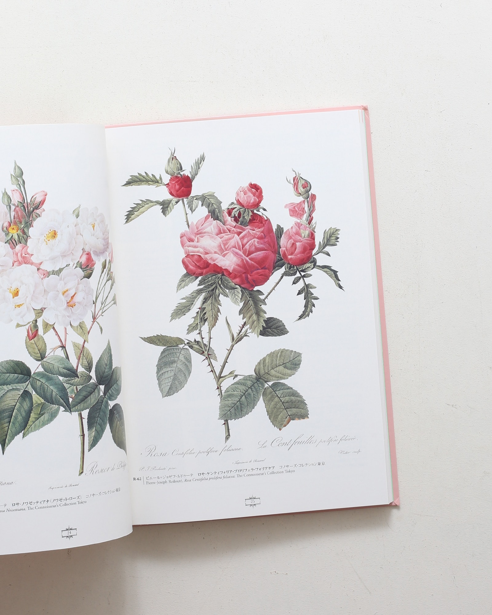 花の画家 ルドゥーテ「美花選」展 | nostos books ノストスブックス