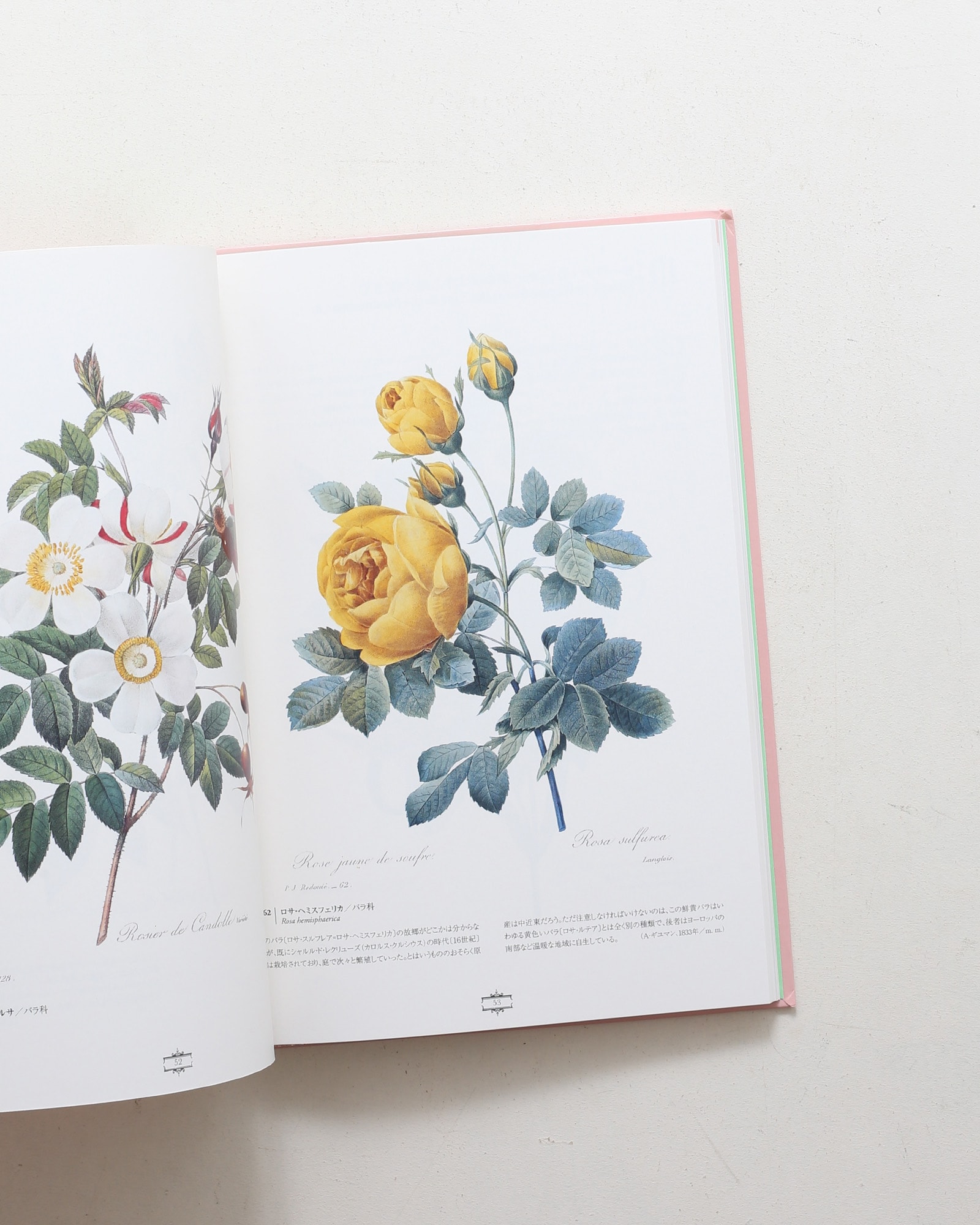 花の画家 ルドゥーテ「美花選」展 | nostos books ノストスブックス