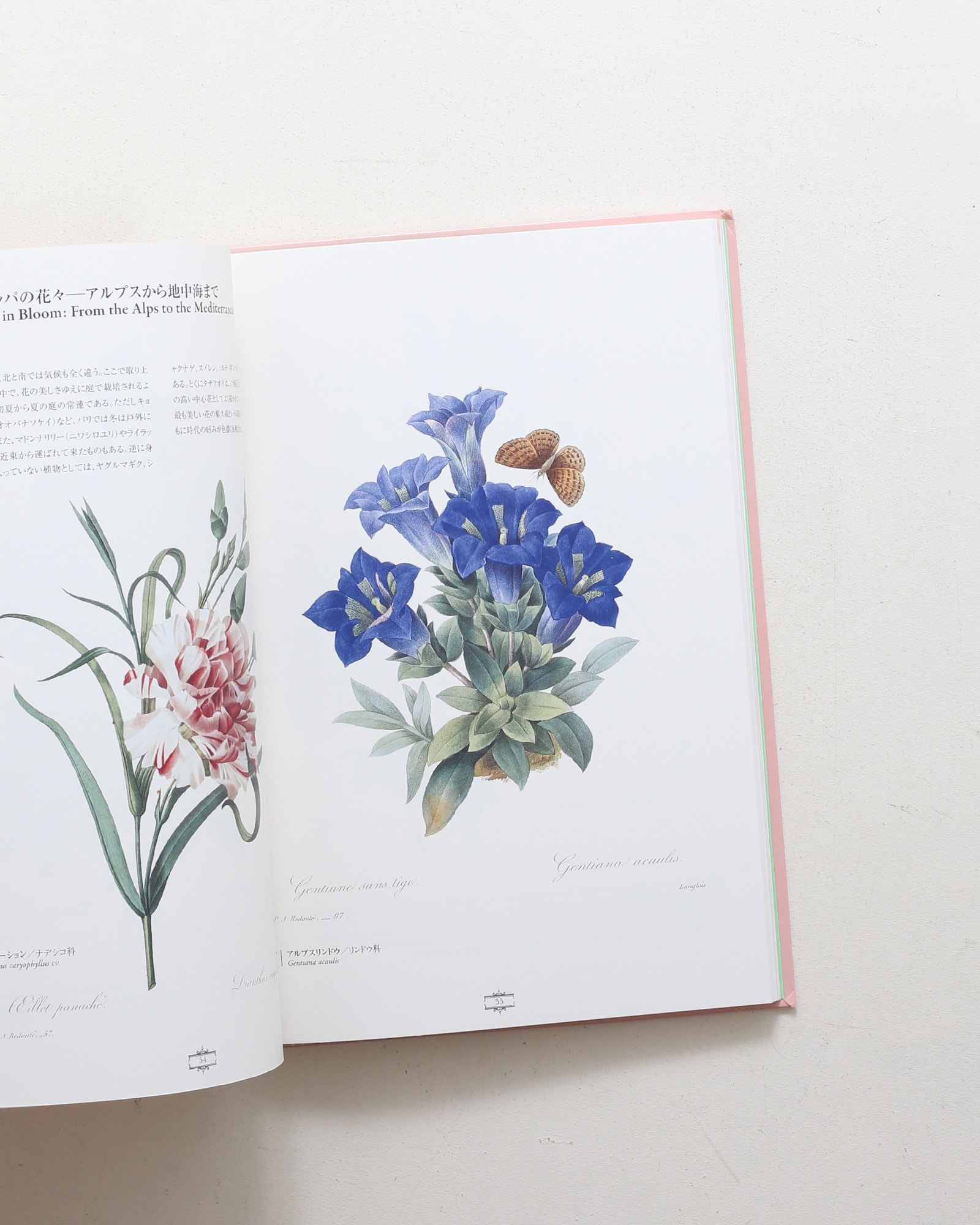 花の画家 ルドゥーテ「美花選」展 | nostos books ノストスブックス