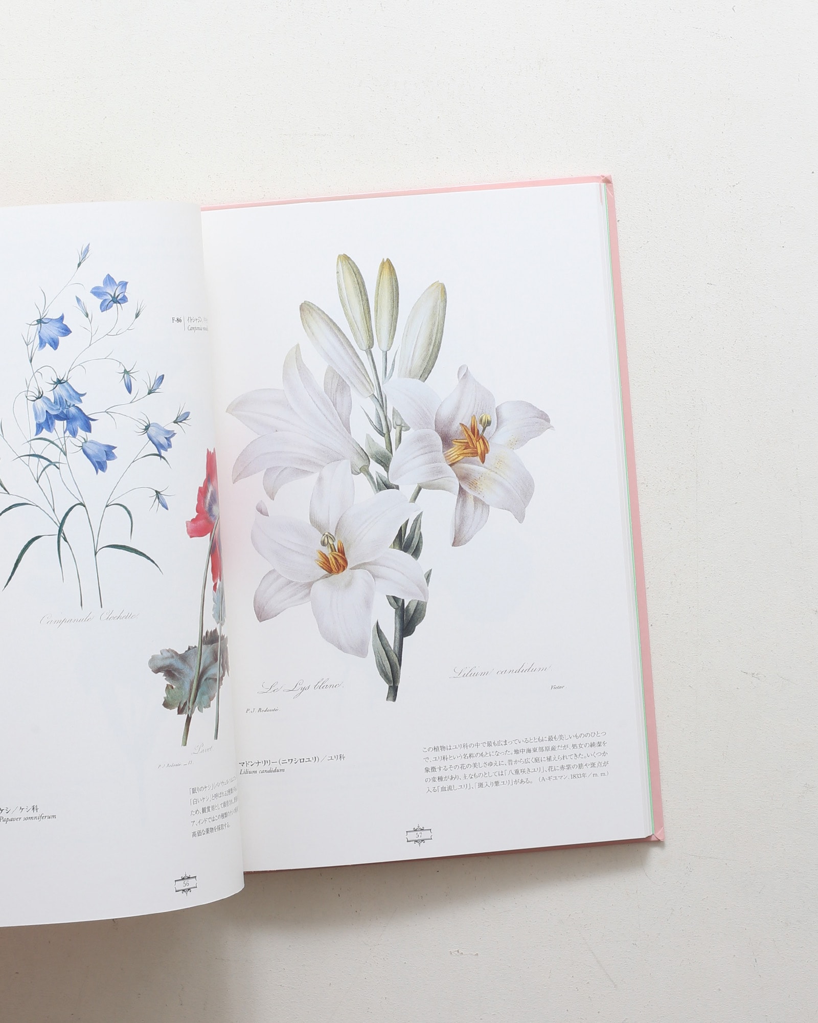 花の画家 ルドゥーテ「美花選」展 | nostos books ノストスブックス