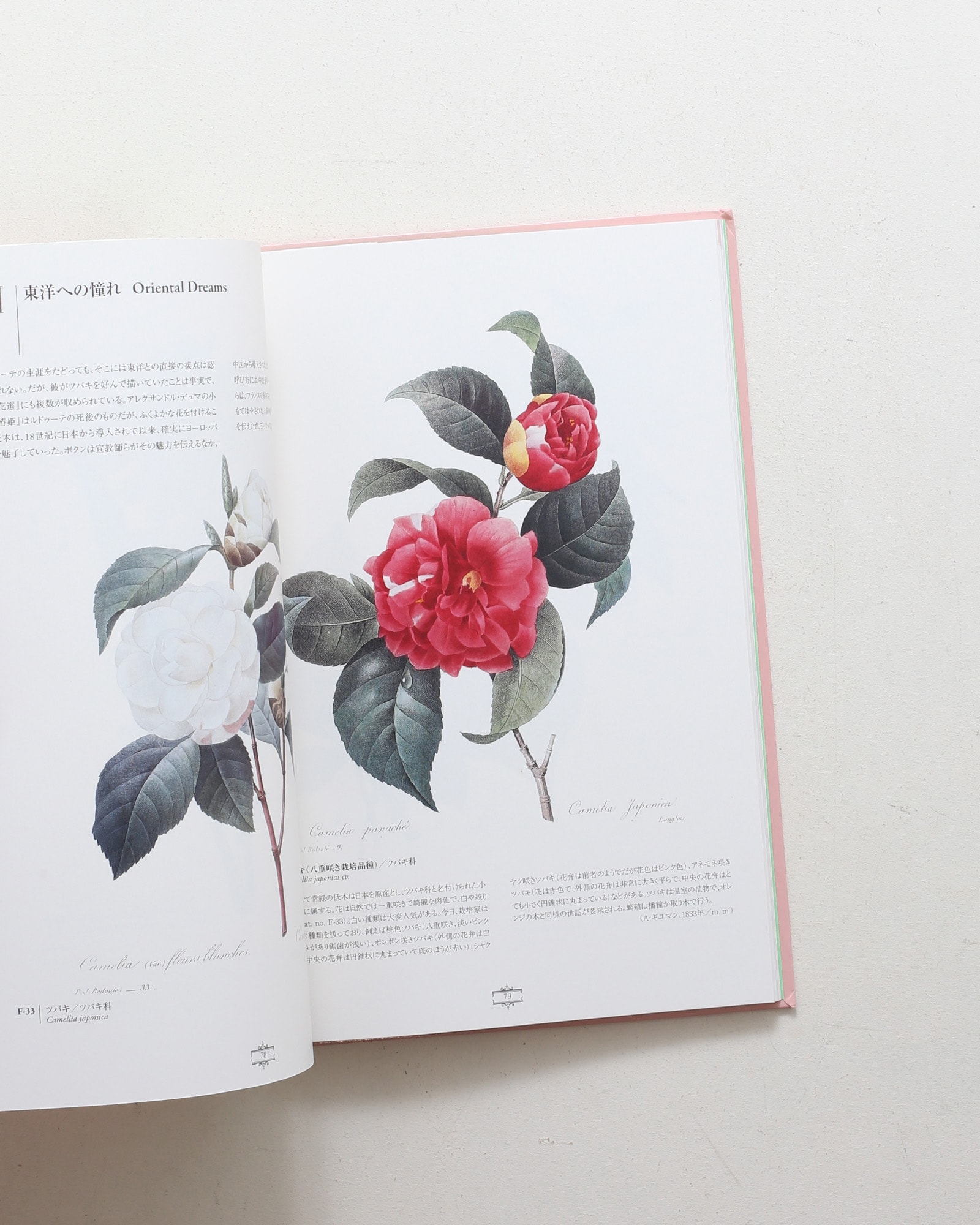 花の画家 ルドゥーテ「美花選」展 | nostos books ノストスブックス