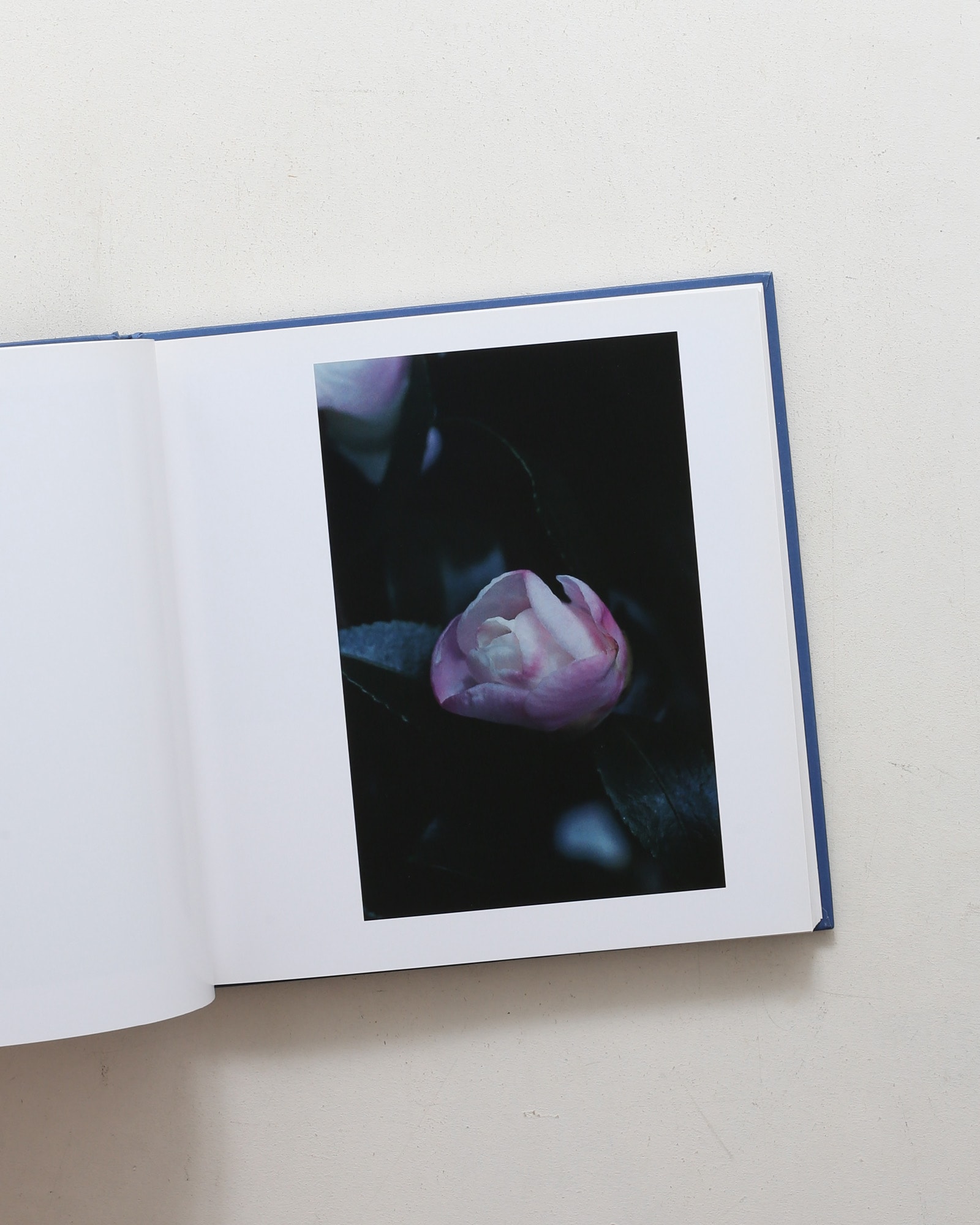 蒼井優写真集 A Dream | 上田義彦 | nostos books ノストスブックス