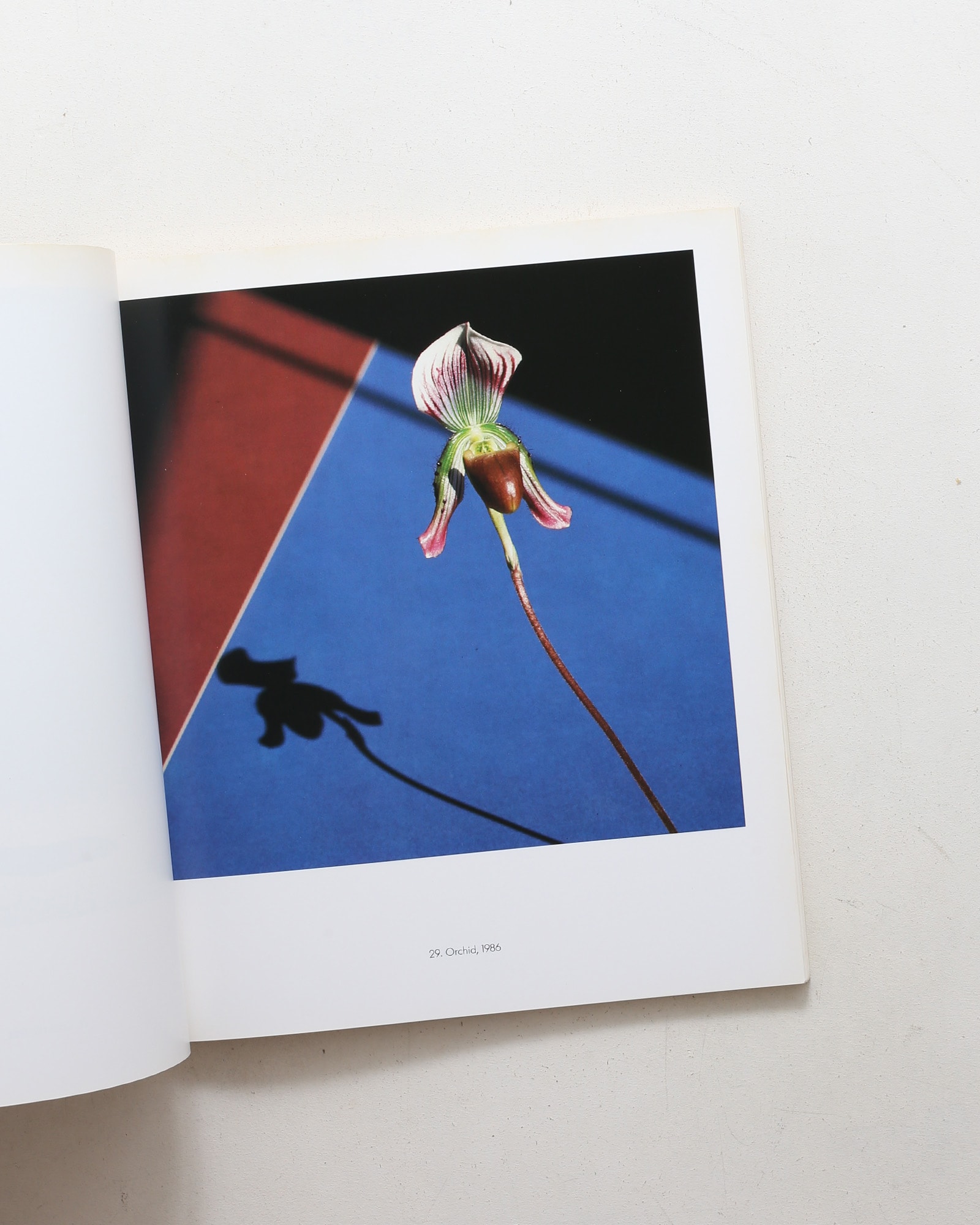 Ten by Ten | Robert Mapplethorpe