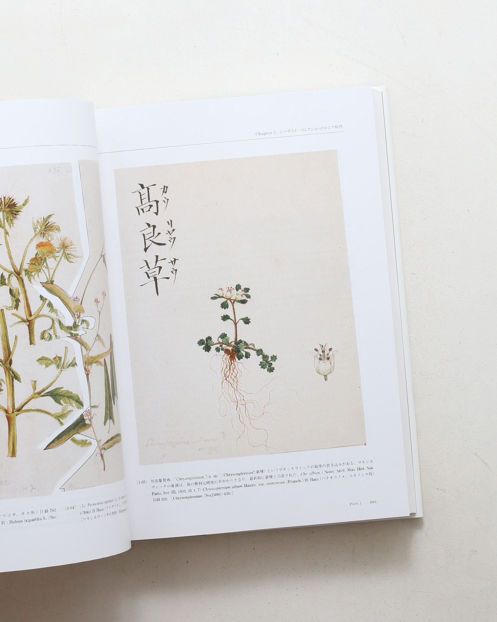 Flora シーボルト日本植物図譜コレクション