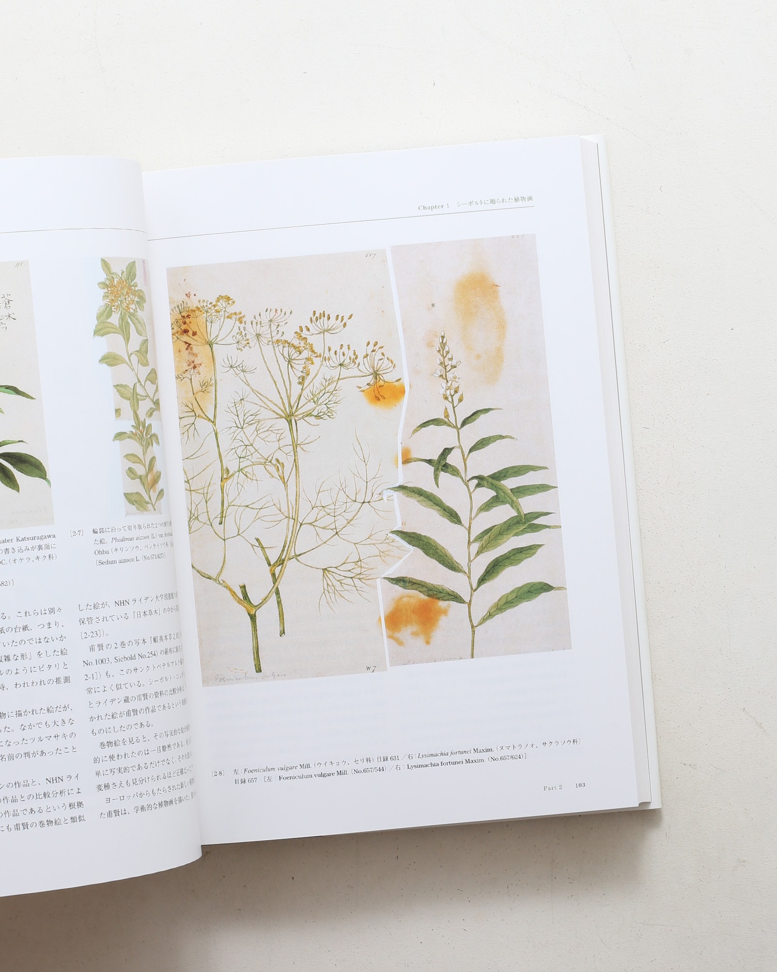 Flora シーボルト日本植物図譜コレクション