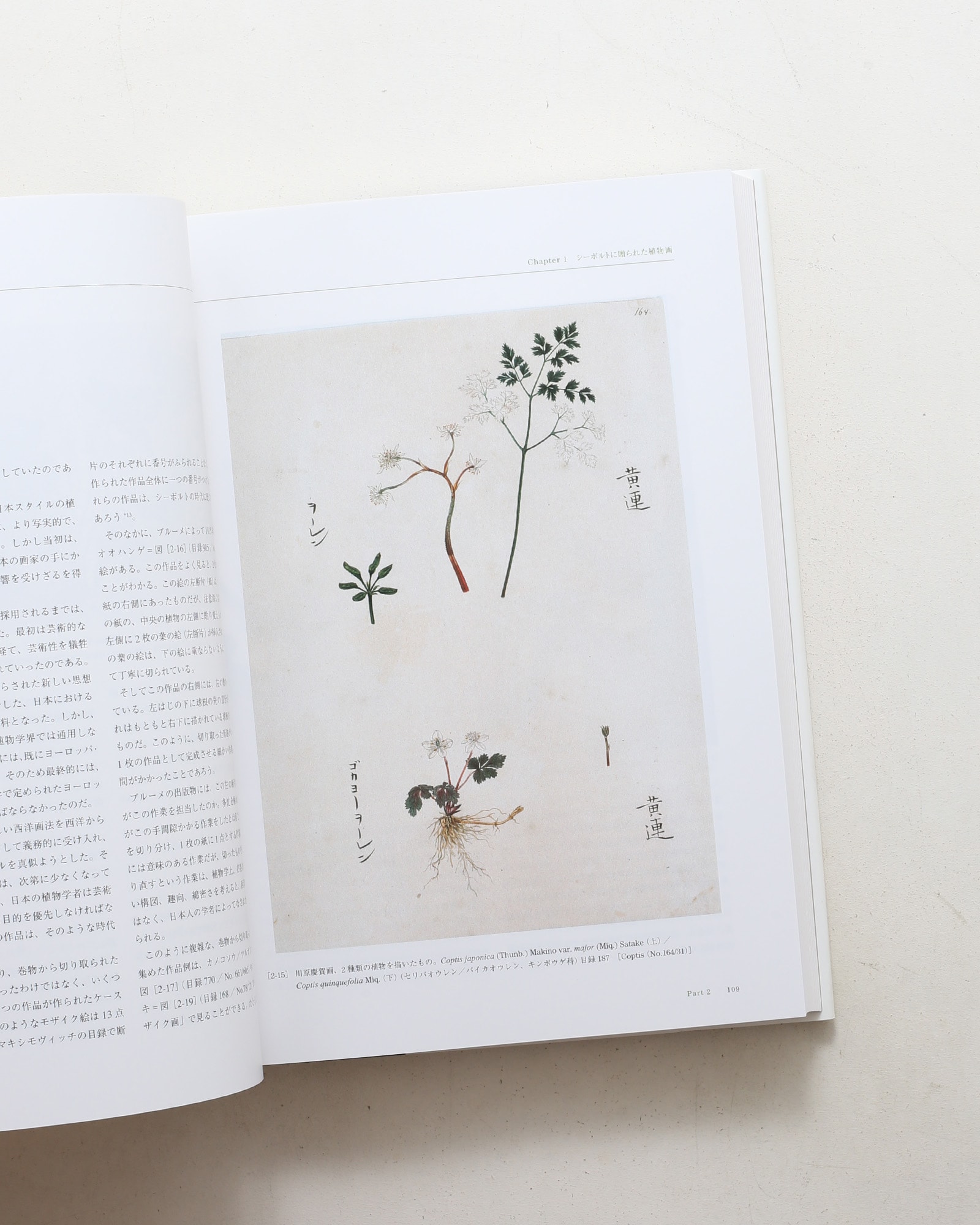 Flora シーボルト日本植物図譜コレクション