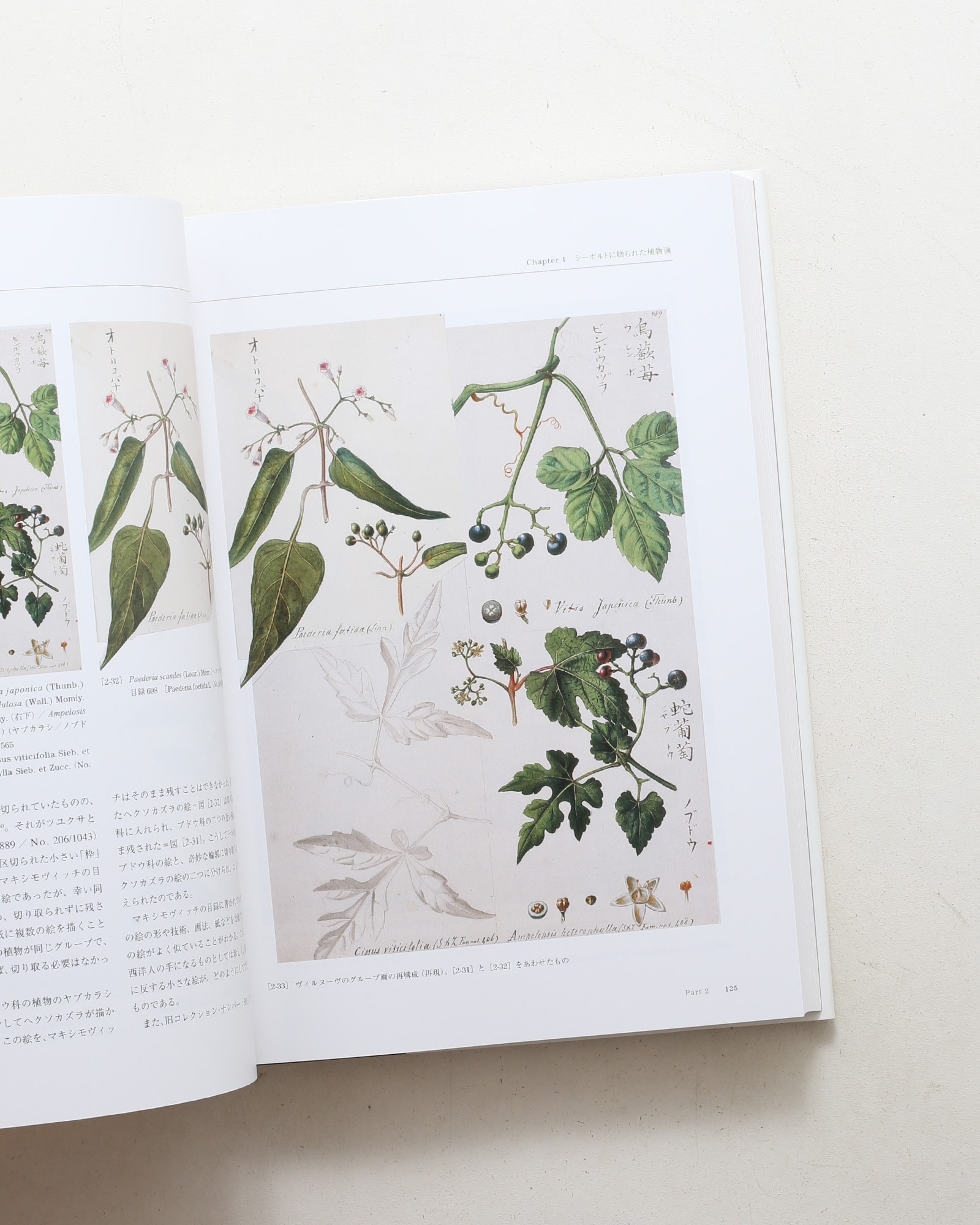 Flora シーボルト日本植物図譜コレクション