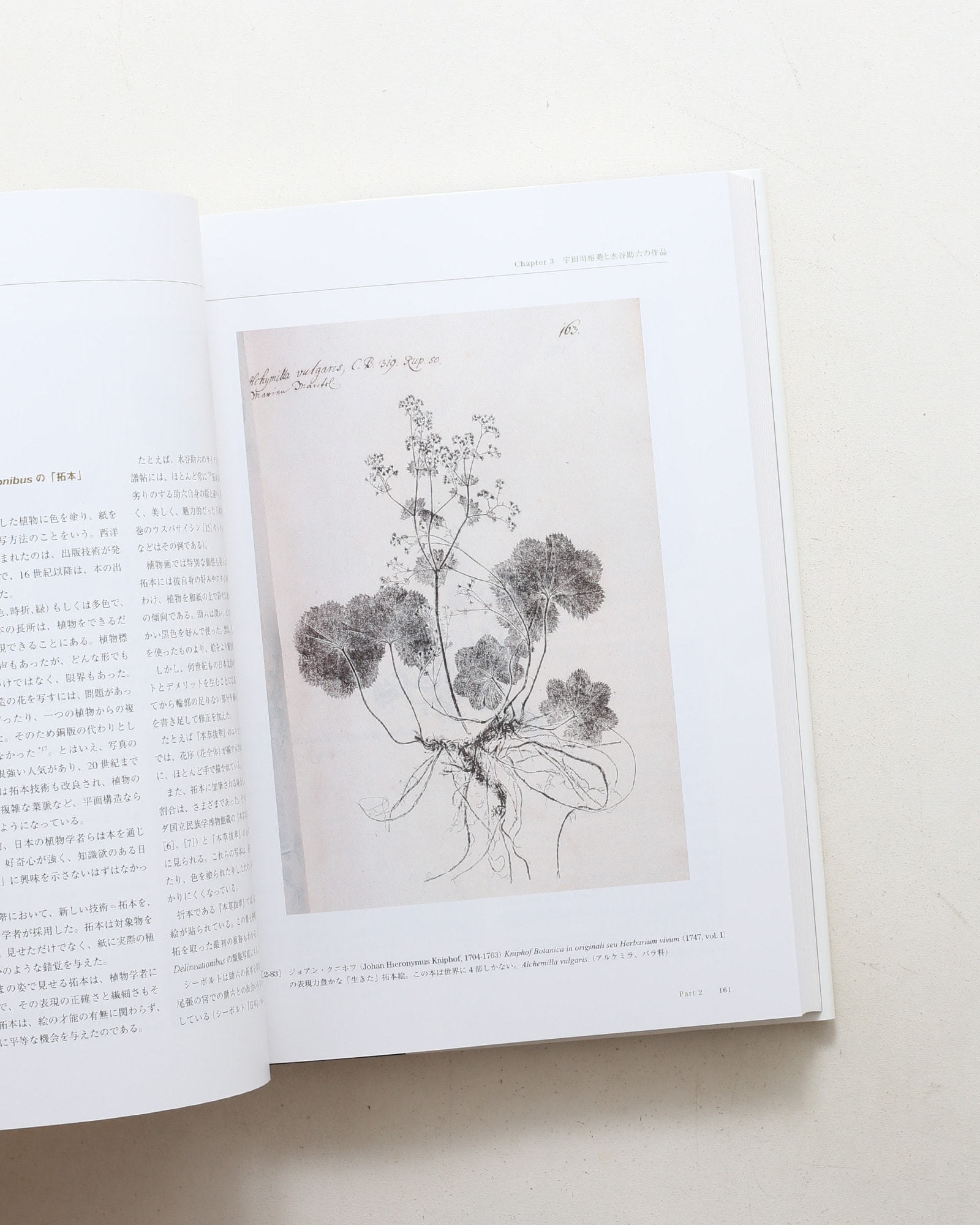 Flora シーボルト日本植物図譜コレクション